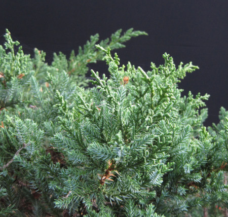 san jose juniper bonsai